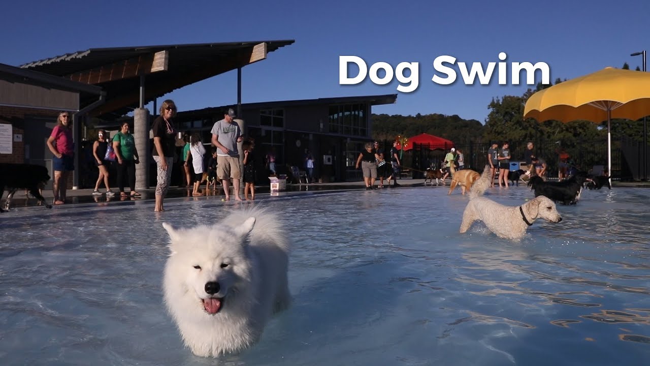 Athens Dog Swim 2019 The Post