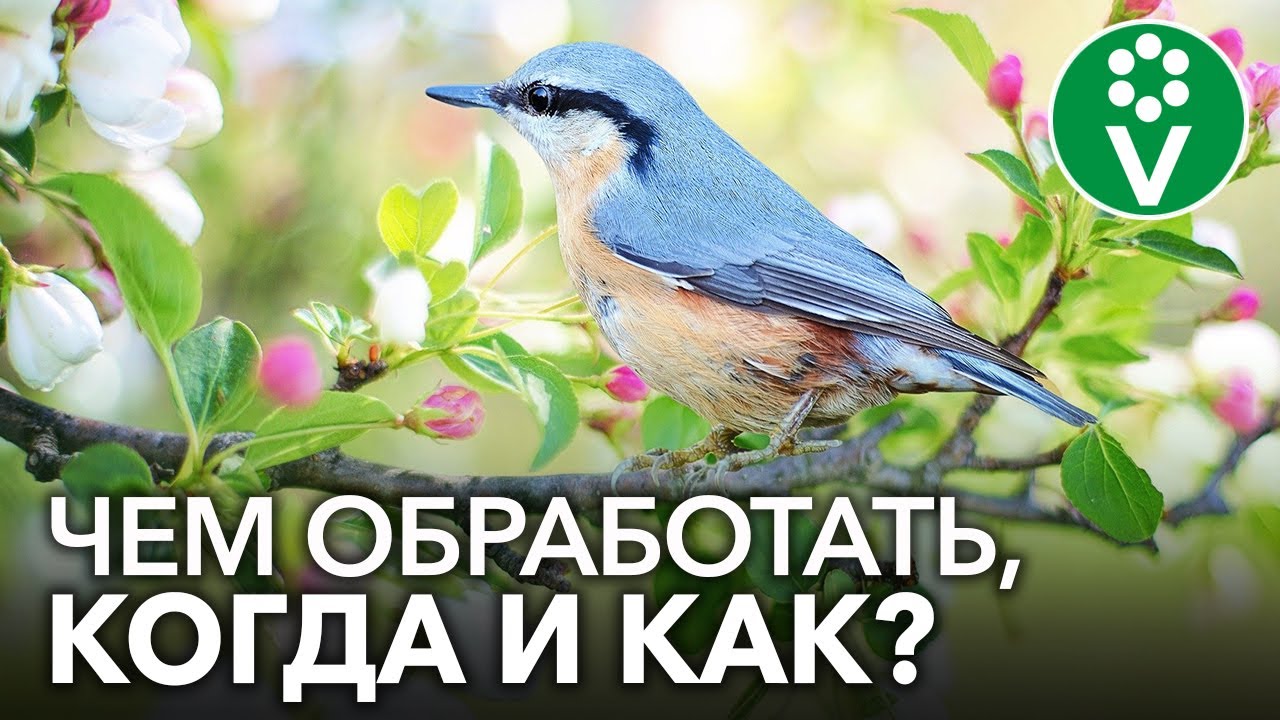 Первая весенняя обработка и подкормка сада. Когда, чем и как?