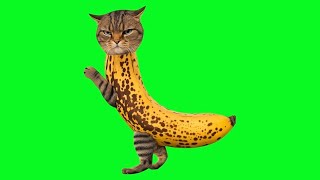 OIIA KITTEN BANANA MIAW MIAW SONG