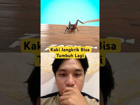 Kaki Jangkrik Bisa Tumbuh Lagi ‼️ #insects #facts #animals