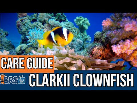 What to Know about Clarkii Clownfish Care!