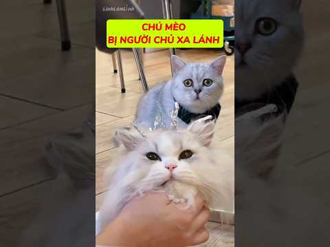 Chú mèo bị người chủ xa lánh #shorts