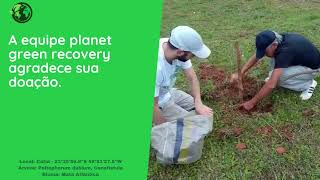 Plantando 1 milhão de árvores - Árvore Nº 36