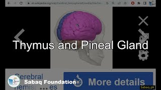 Thymus and Pineal Gland