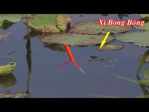 Câu Cá Rô Phi Bất Ngờ Đụng Con Cá Lóc Xì Bong Bóng Kéo Chìm Lút Phao