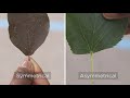 Identifying Tree Characteristics and Leaves
