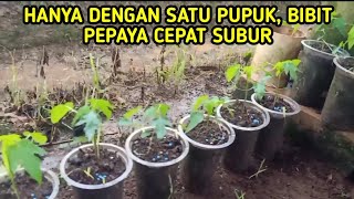 PUPUK INI UNTUK BIBIT PEPAYA CEPAT SUBUR DAN PERAWATANNYA