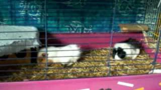 Meine bekloppten Meerschweine Milly und Molly
