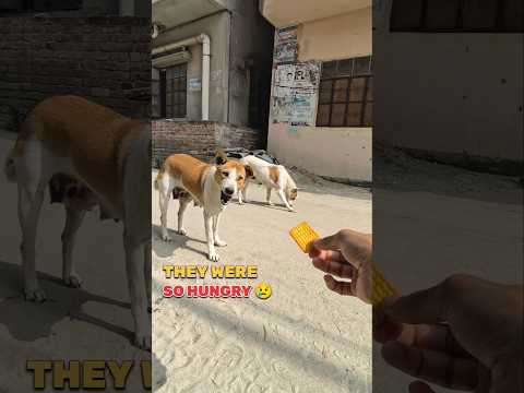 Hungry Street Puppies 😢 | Feeding Stray Dogs with Humanity 🐶