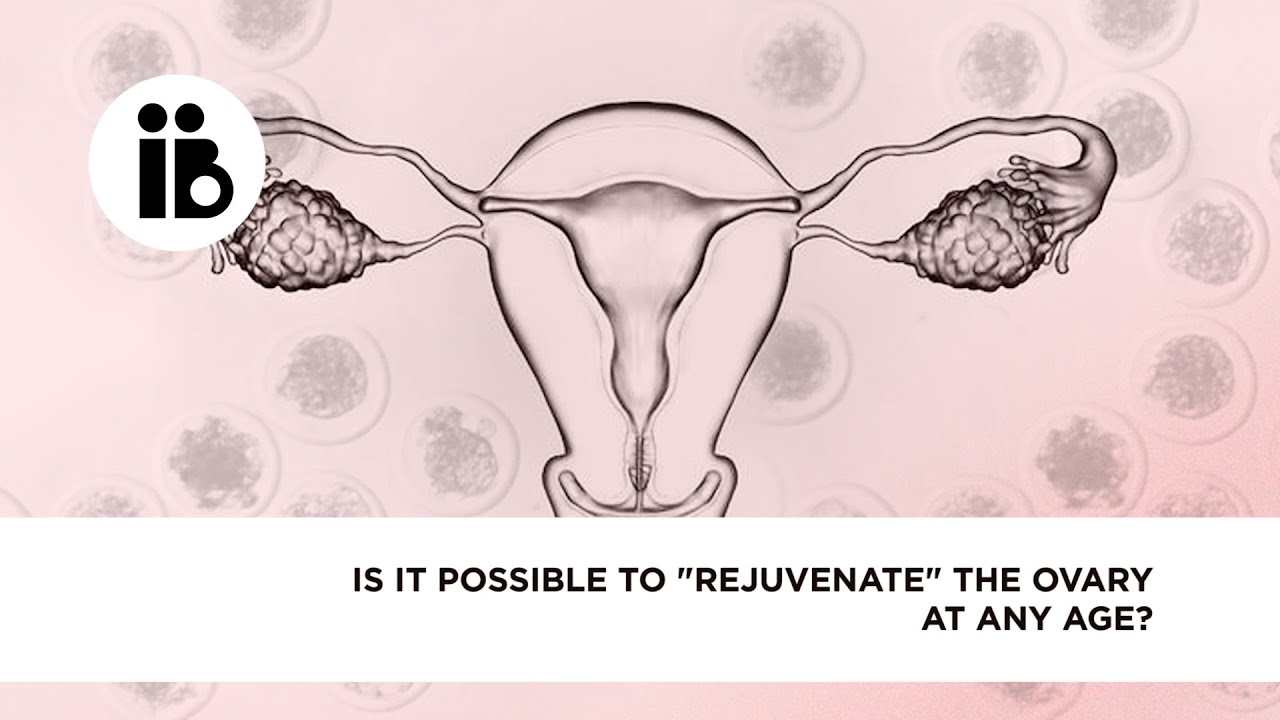 Is it possible to «rejuvenate» the ovary at any age?