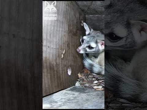 Ringtail vs a wasp: Who wins? | #shorts