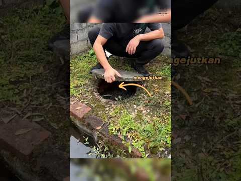 Pria ini membuka sebuah lubang, lihat isinya!