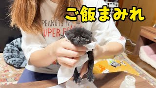 保護した子猫の成長物語。ミルクから離乳へ。