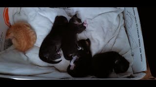 A Box of 3 Week Old Kittens