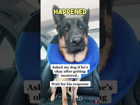 The Owner Asks for Her Dog’s Reaction After Getting Neutered.. #shorts