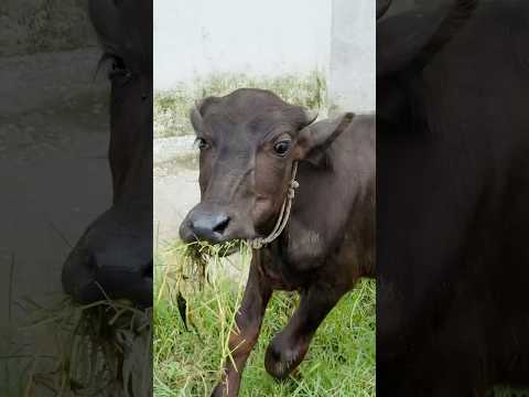 Arhan ke cow 🐄 ki awaz😭🙏#foryoupage #trending #shorts
