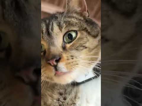 Molly Murder Mittens: Barn Cat POV