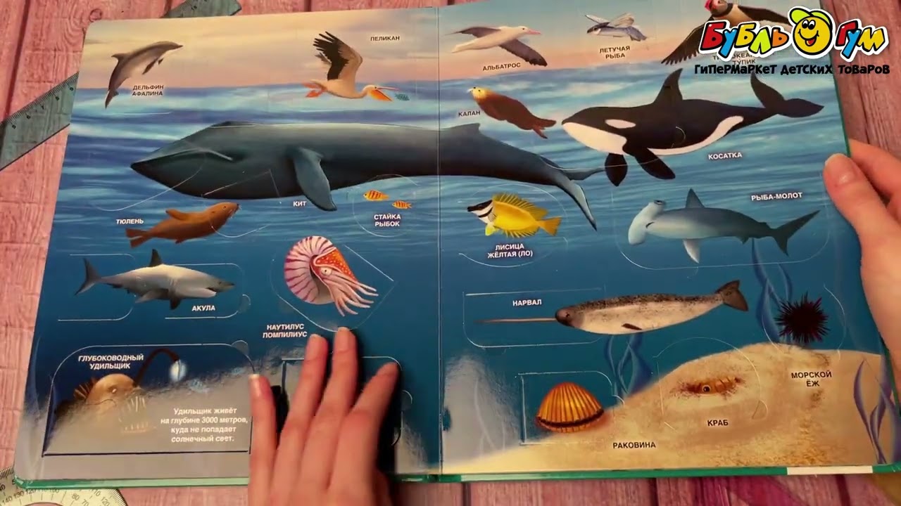 Книга «100 окошек для малышей: Тайны подводного мира» - видео