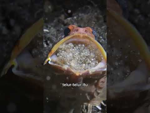 Ikan Jawfish Rela Berkorban #shorts