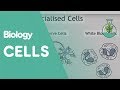 Functions of Cells and Their Components