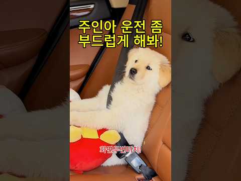 주인아 운전 좀 부드럽게 해봐!