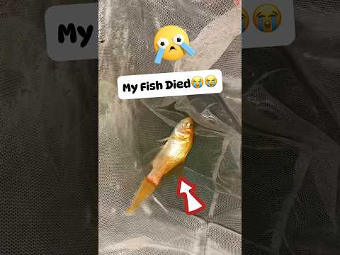 Meri Fish Mar Gayi 🐠😭 - LwM day 34/1000 @MudassirTalks