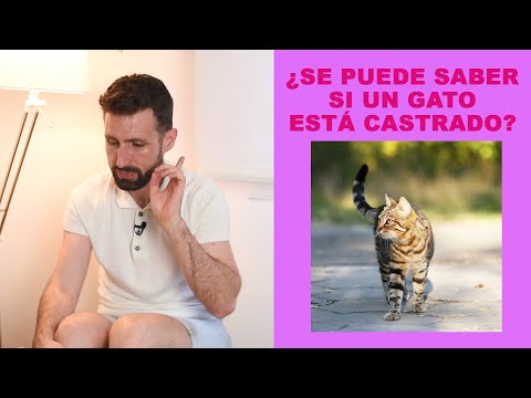 ¿Se puede saber si una gata o un gato está castrado?