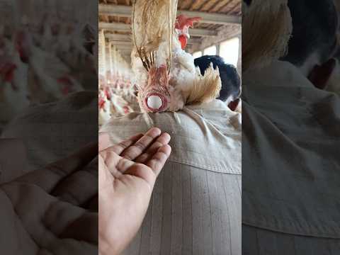 Who can get an egg from such a chicken