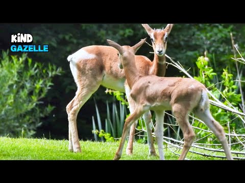 Gorgeous Gazelle Having a Marvelous Day