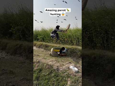 Amazing parrot 🦜 hunting 😱 #birds #birdhunting #hunting #shorts #viralshorts #youtubeshorts