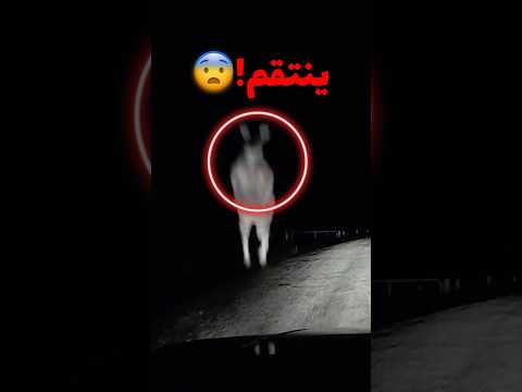 ماذا لو شفت كنغر في طريق سفر!! (صدمة)