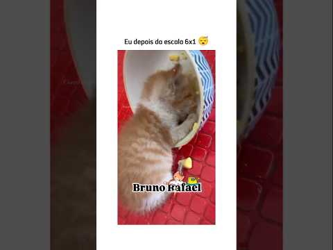 Quem aguenta isso? 😂 #animal #br #brasil #shortsvideo #cachorro #gato #humorbrasil  #animalshorts