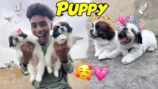 Surprise 😍🐶 || Puppy