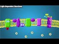 Photosynthesis Processes and Functions