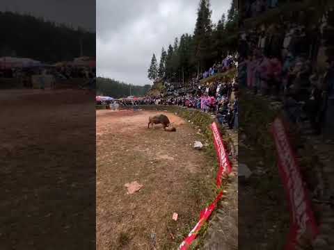 Bullfighting enthusiasts are always prosperous p2