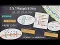 Cellular Respiration Concepts and Processes