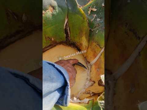 En que fecha se tiene que raspar el maguey