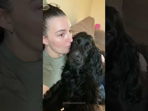 When a dog hears about a walk #dog #funny #dogsoftiktok #funnydog #fyp #tiktok #takeawalk