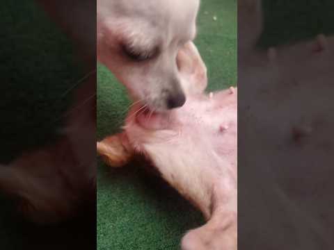 1 Md views #love #funny #puppy #ytshorts #animals #dog #farimbreeding #subscribe #like #shorts