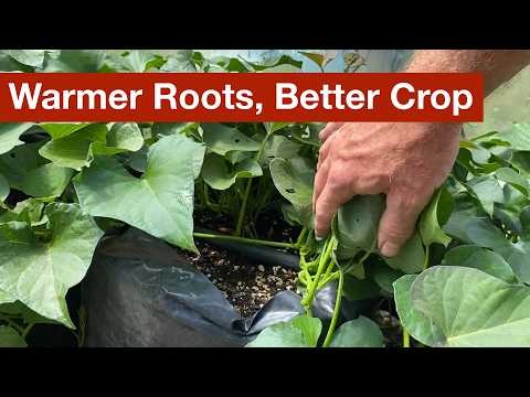 Higher Yields from Warmer Roots