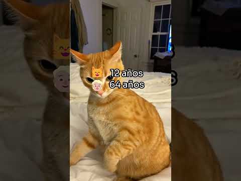 Años de un gato ➡️ Años humanos ??? #datoscuriosos #gatos