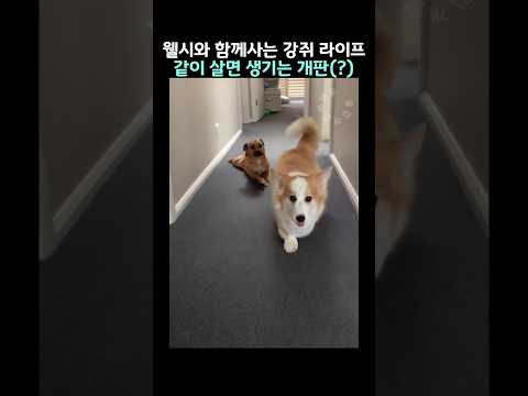 웰시와 동거중인 댕댕이의 이중생활