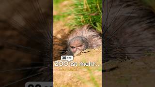 Stachelschwein Steffi bei ihrer Lieblingsbeschäftigung - beim Buddeln! ⛏