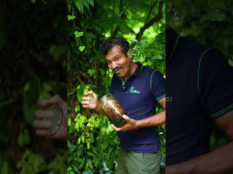 Bilimbi Out, Honey In – Taste Explosion! 🍯🤯🍏