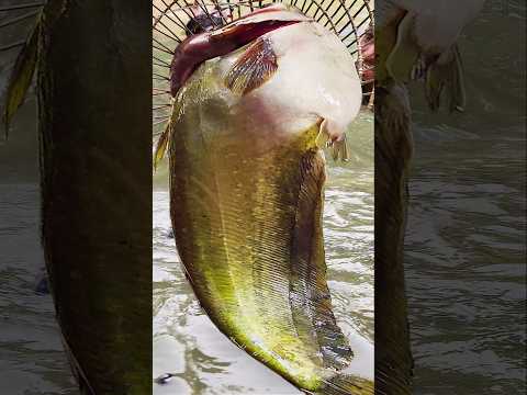 Asian Country Fishing #shorts | Amazing Rural Fishing Video 🐟 Best Asian Fishing Technique #shorts