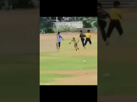 🤣El ataque del Macaco🐒#edits #memes #shortvideo #memeshorts #risas # #humor #viralvideo #parati