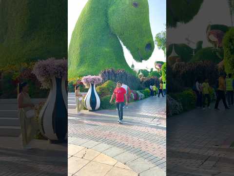 Beautiful natural flowers 💐 Garden #uae #shorts #youtubeshorts #viral #trending