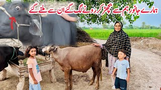 Flood Ke Baad Bichhre Janwaroun Ko Dekhne Gai I Hmary sari family ko nazar lag gae I