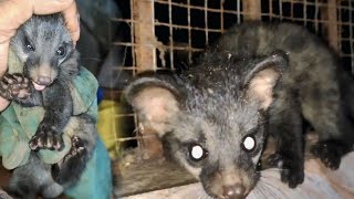 Palm civet cat rescued at JJ garments opposite Main Bus stand Dandeli town Karnataka #kingcobra 