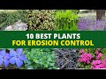 Identifying Erosion Control Plants